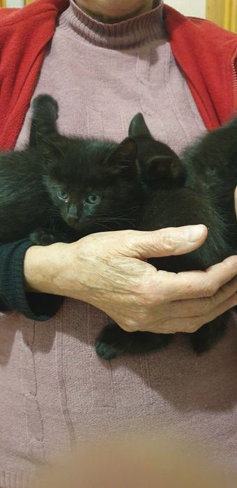 Віддам котиків в добрі руки