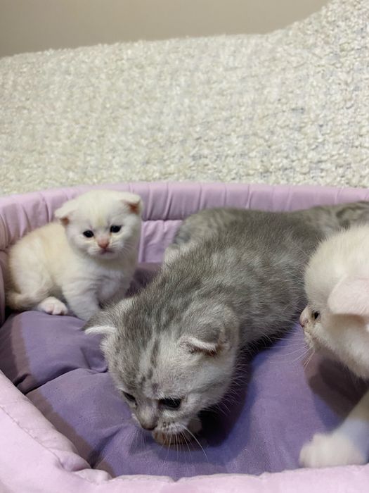 Шотланські котики