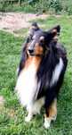 Owczarek Szkocki Collie- szczenięta