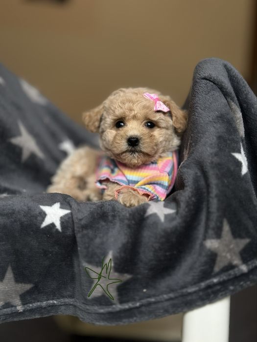 Мальтіпу міні радість, самі найкращі та милі