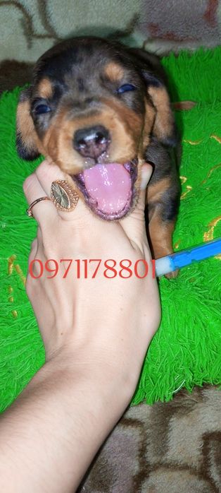 Мініатюрні чистокровні мраморні такси