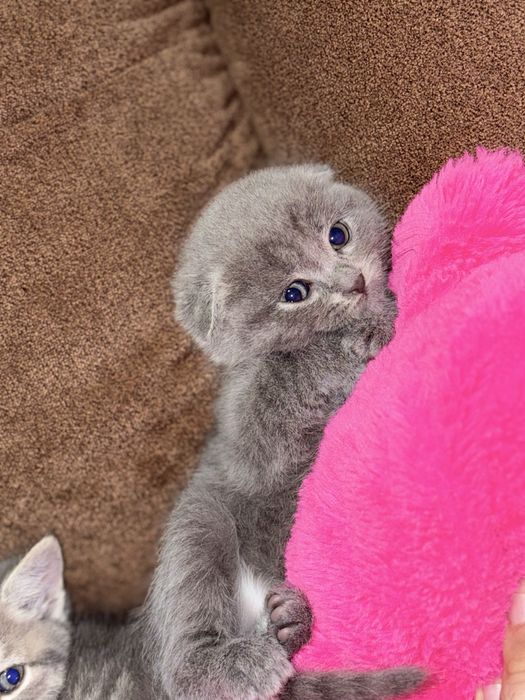 Котята Шотландські