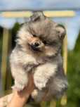 Pomeranian piesek