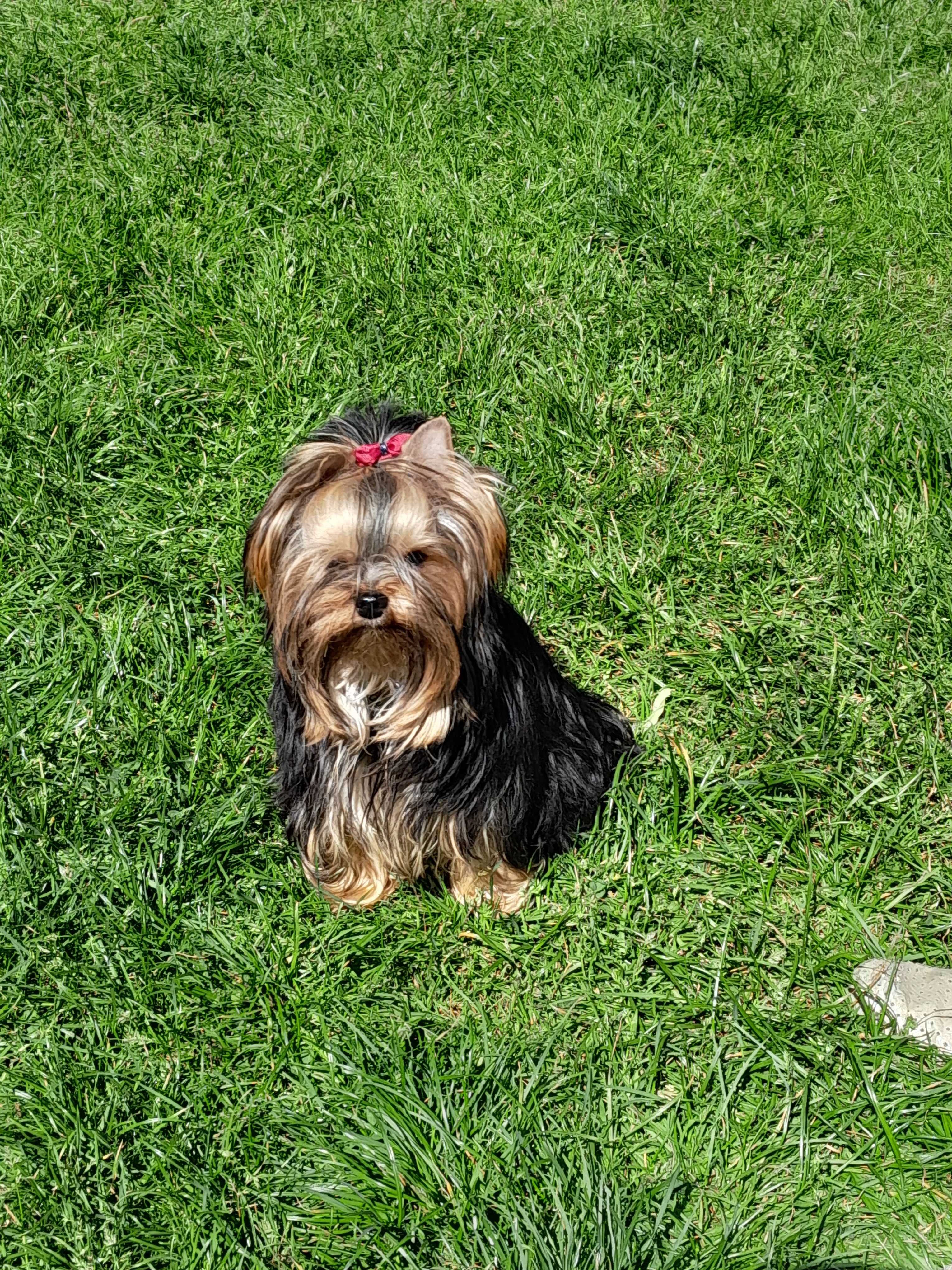 Yorkshire Terrier ZHPR UCI piesek GROSZEK