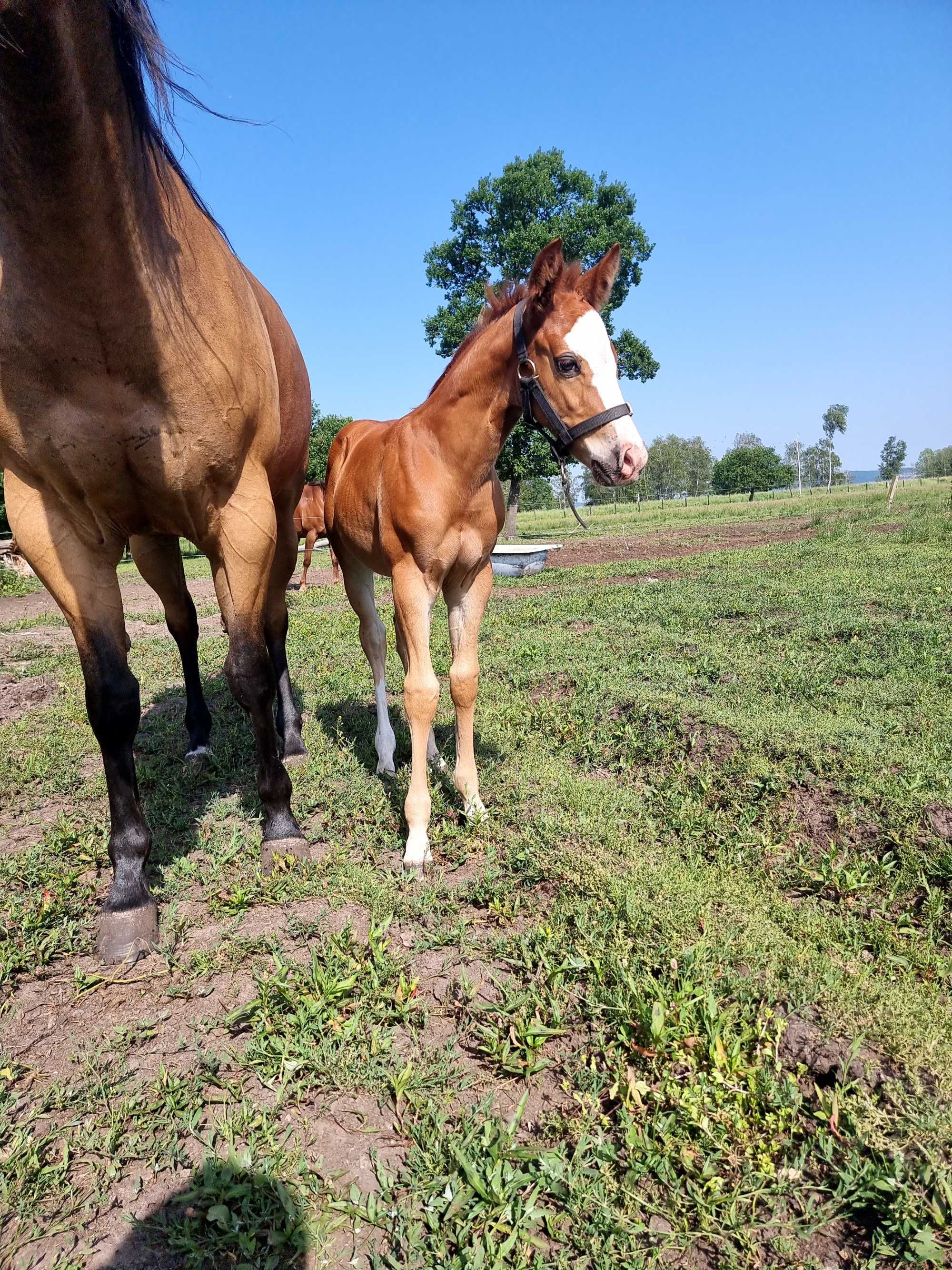 Ogier rasy Quarter Horse,  żrebak,  Maj 2022