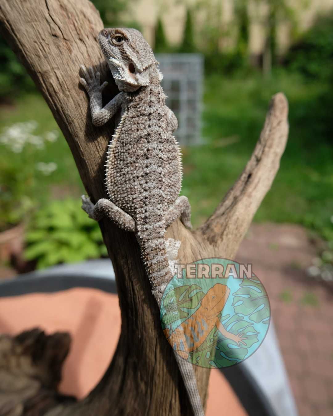 Agama brodata jaszczurka dla początkujących gekon