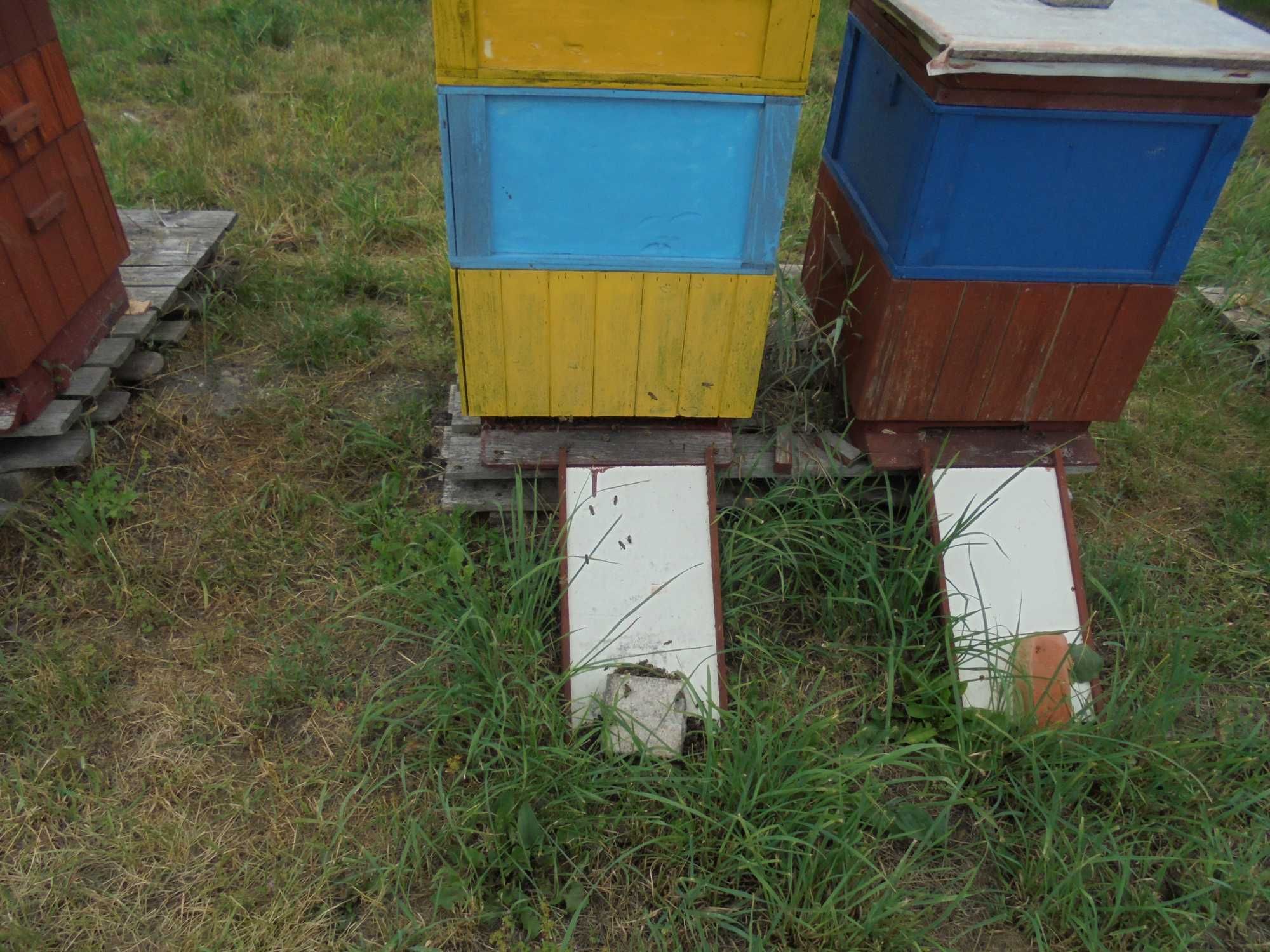Pszczoły i platforma do pszczół.