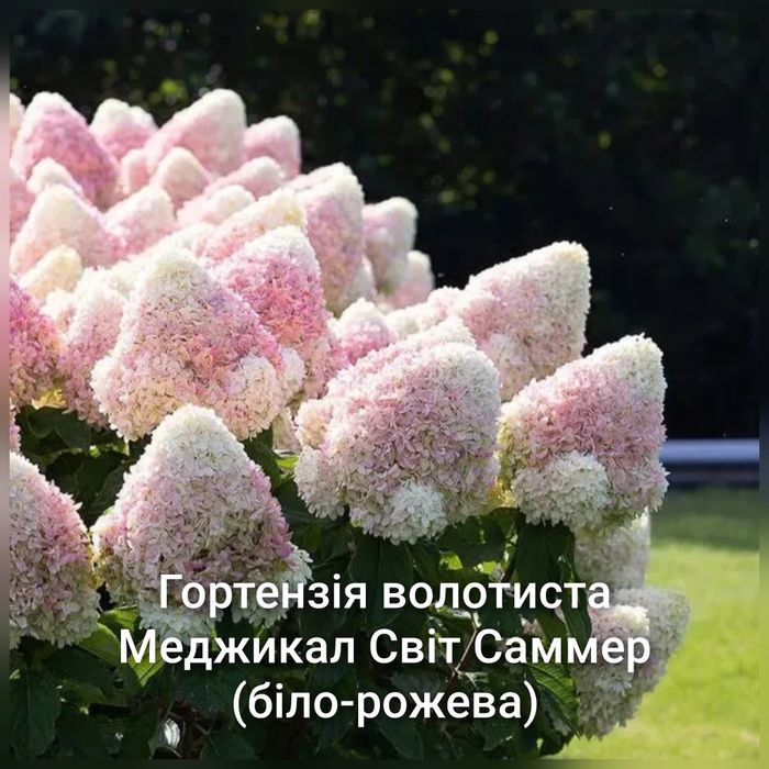 Гортензія морозостійка