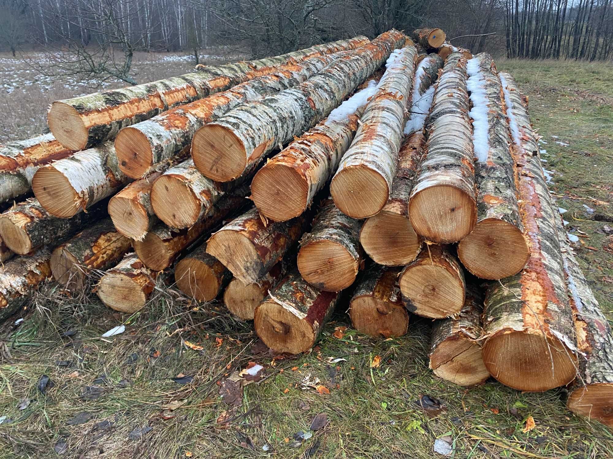 Skup, brzozy tartacznej - dłużycy, kłody papierówki  i inne