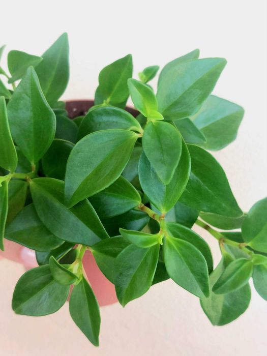 Planta Peperomia