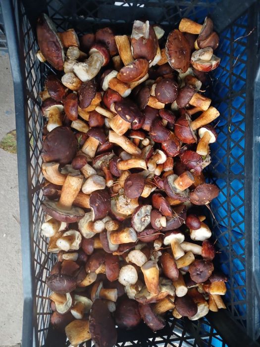 Свіжі польські гриби, лисички, зелениці ,мариновані й квашені