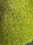 Duckweed para aquário ou lago