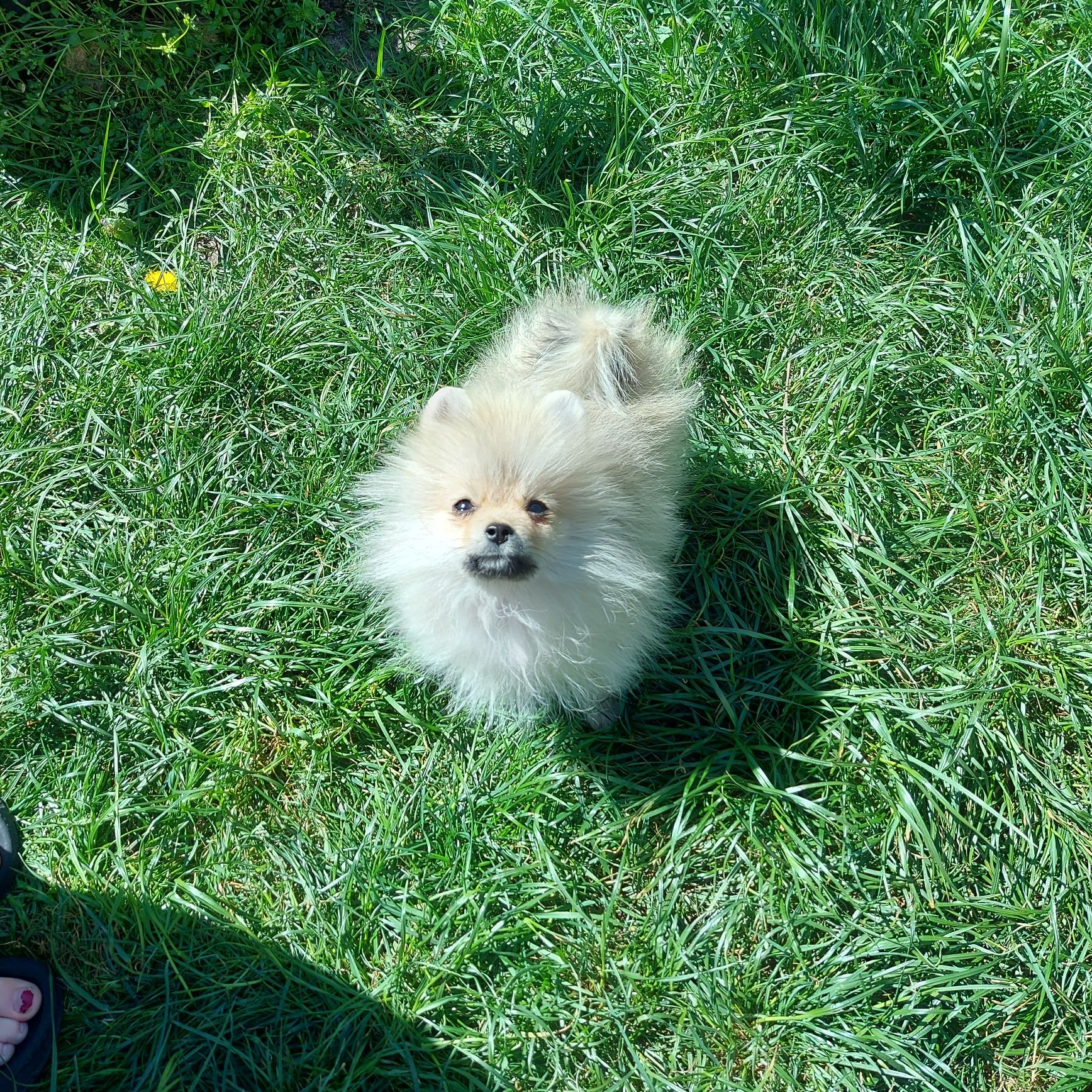 Piesek Szpic Miniaturowy Pomeranian