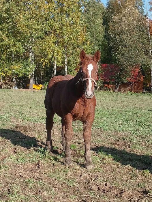 Sprzedam klaczkę zimnokrwista
