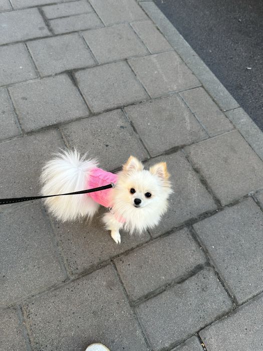 одяг для собачок