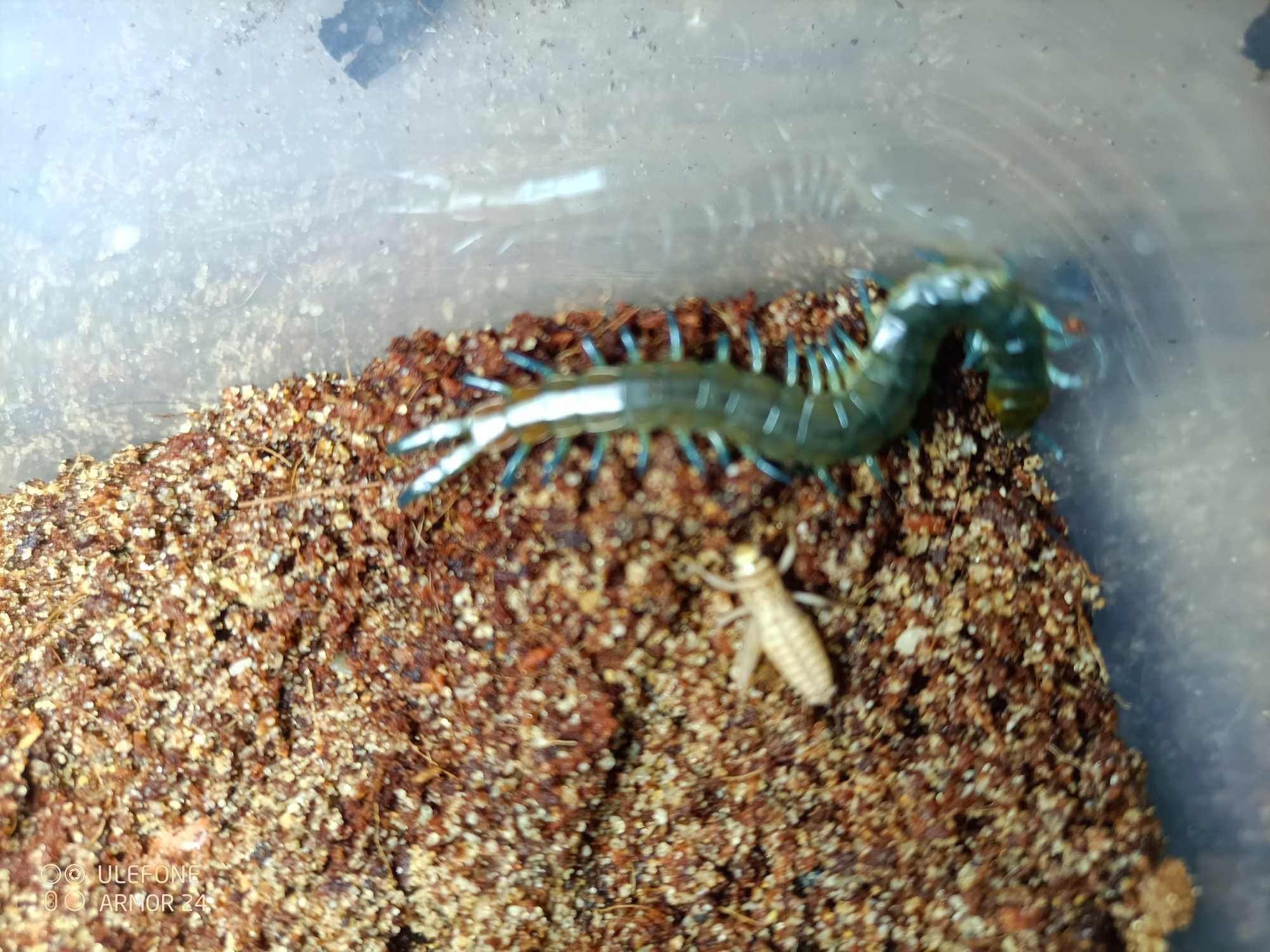 Skolopendra cingulata dla początkujących piękna, wysyłka GRATIS!
