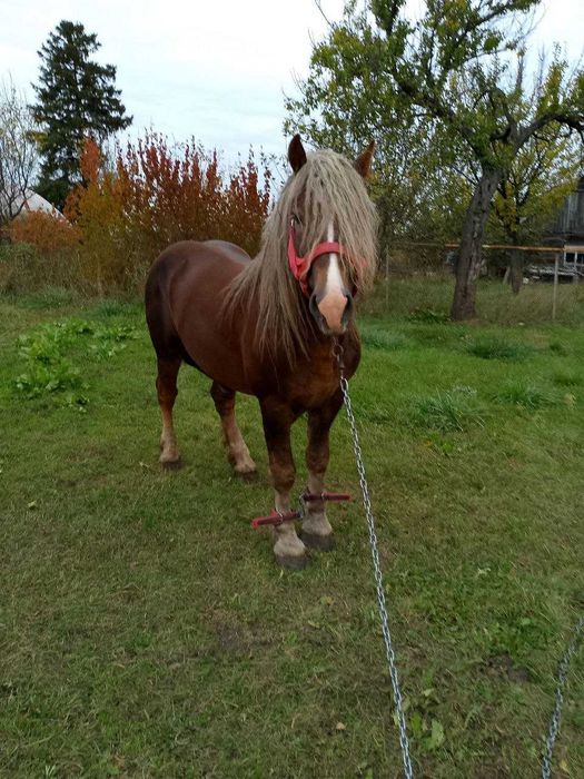 Продам молодого жеребця