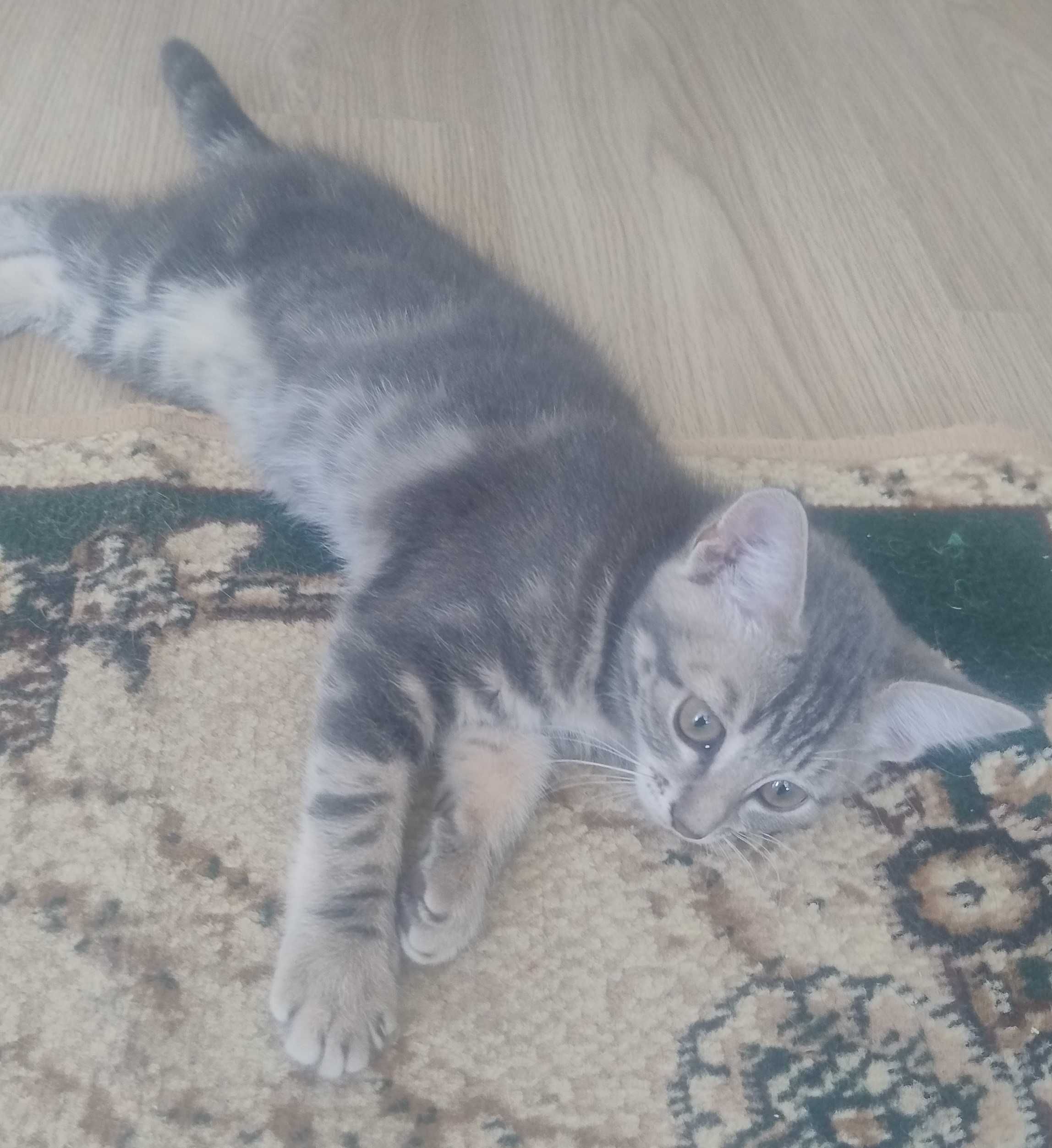 Кошеня шукає люблячу родину !!!