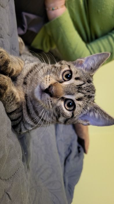 Oddam dwa kocięta w dwupaku