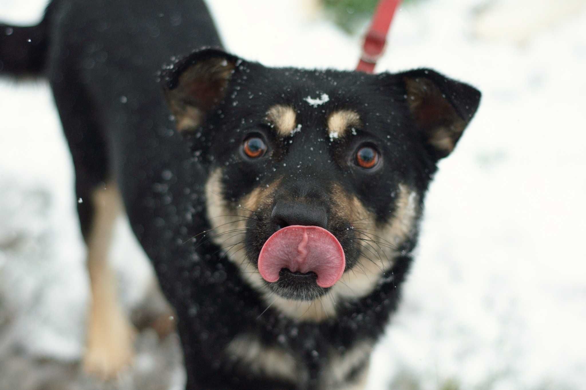 SZAVO - kochany i posłuszny młody psiak do adopcji