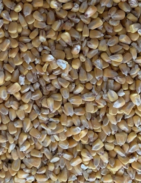 Kukurydza sucha 2025