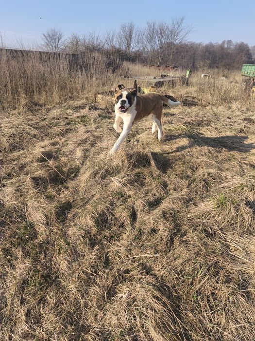 Bernardyn suczka krótkowłosa Florida CENA TYLKO NA WEEKNED