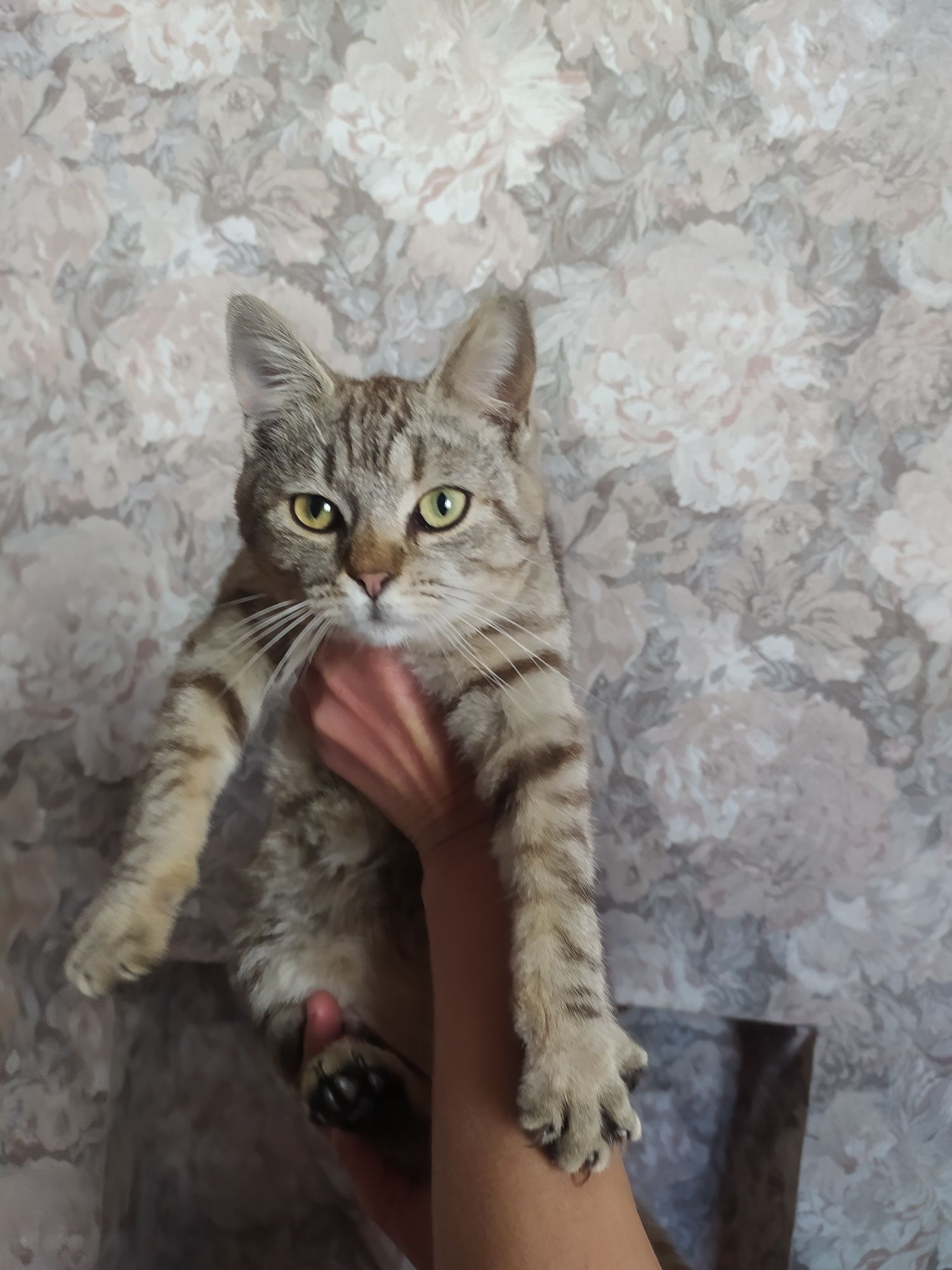 Киця кішка кошеня Мала Виска