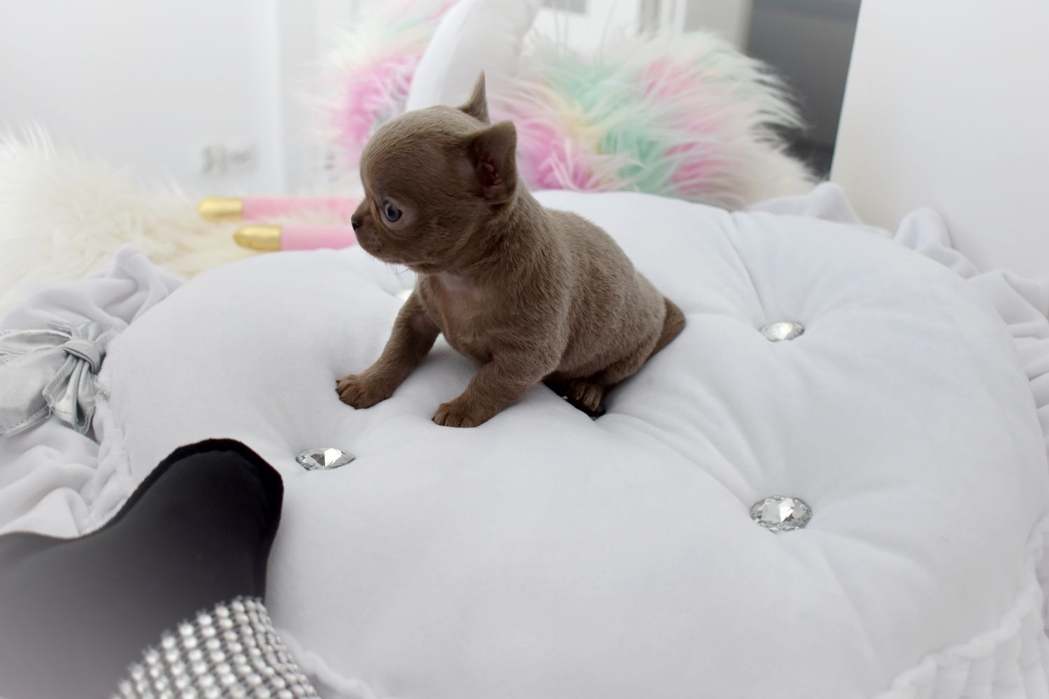 Chihuahua liliowy chłopczyk XS