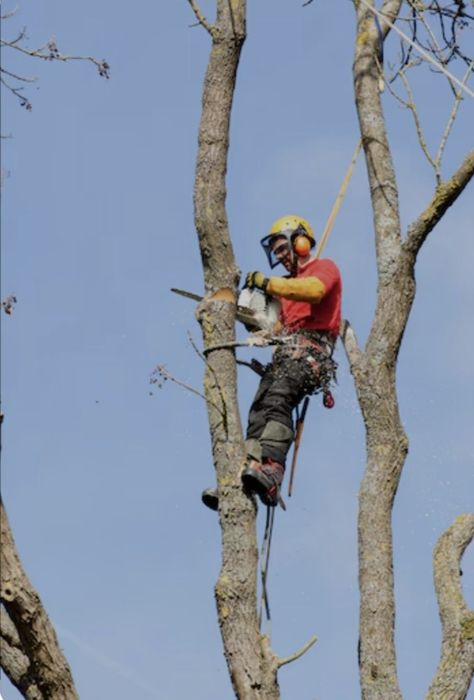 Wycinka Drzew Trudnych Sprzątnie Działek Cała Małopolska Szybki Termin