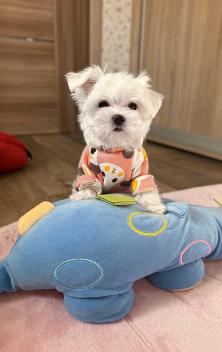 чудо мальтезе дівча міні КСУ