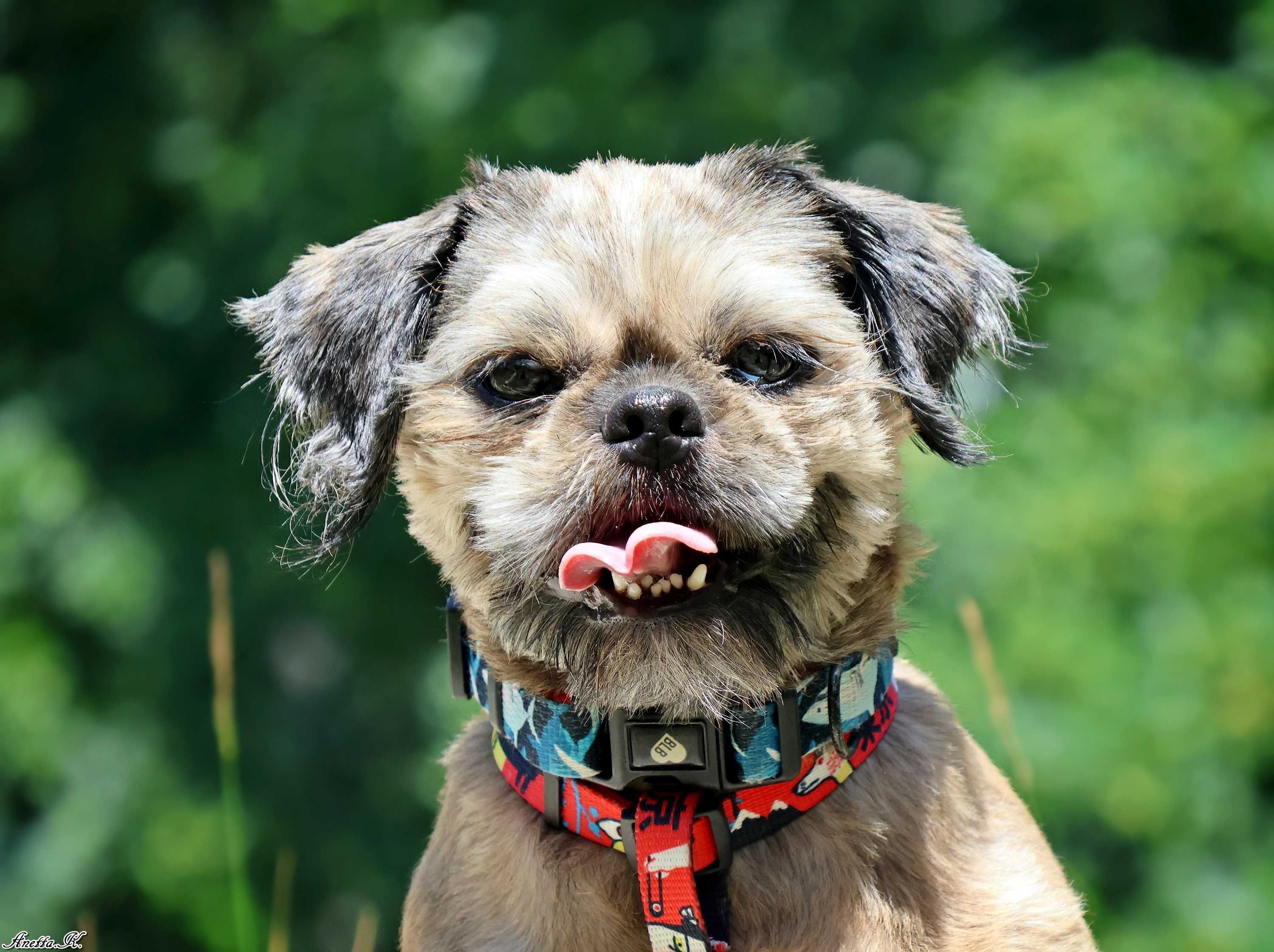 Młody pies shih tzu