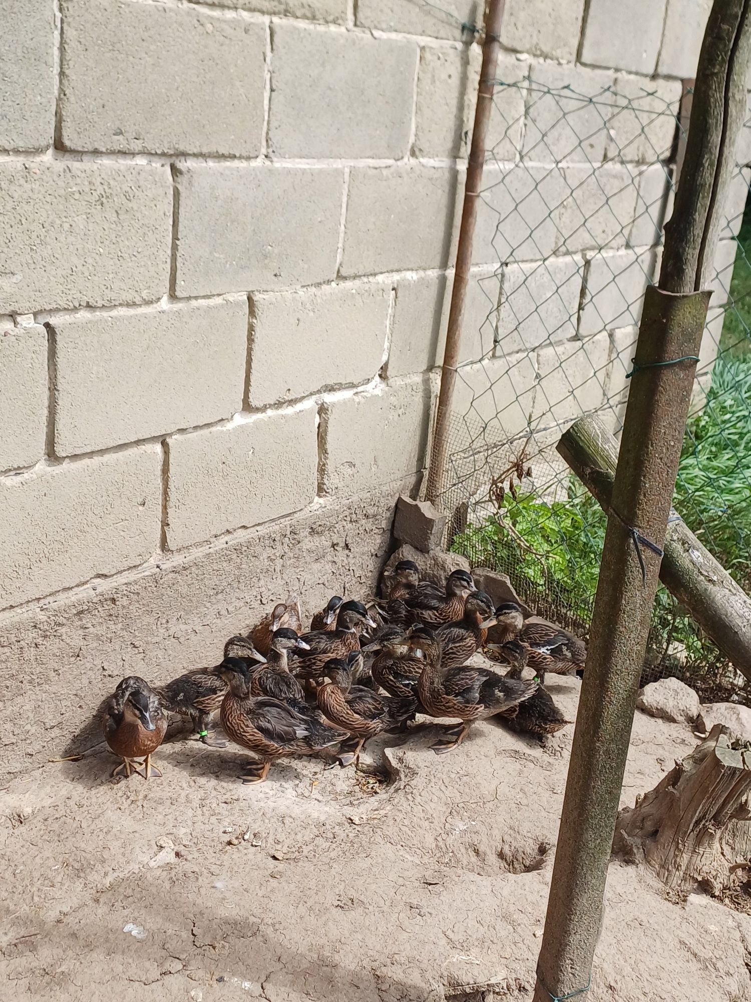 Kaczki call duck I krzyżówki