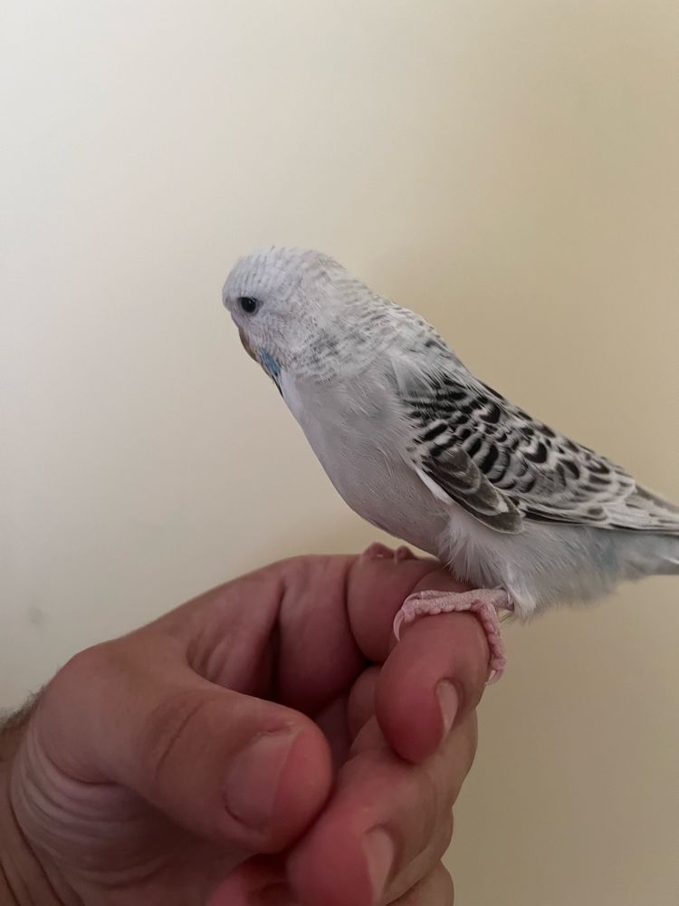 Periquito ingles domesticado