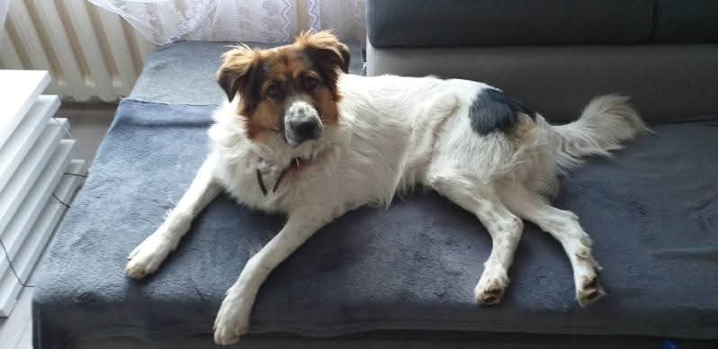 Zwrot po 6 latach od adopcji, szukamy domu!!