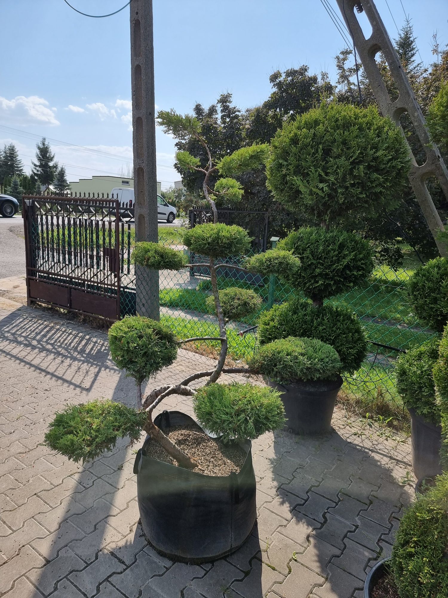 Krzewy formowane Niwaki BONSAI