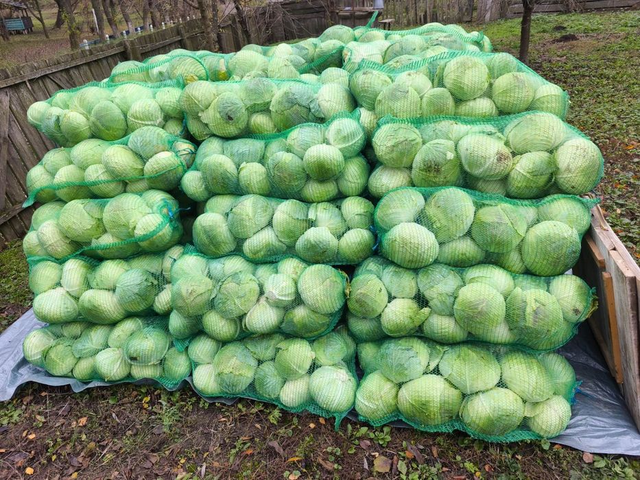 Продамо Капусту агресор