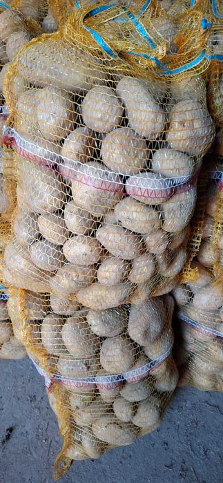 Ziemniaki Ignacy BellaRosa Soraia Melody Jurek