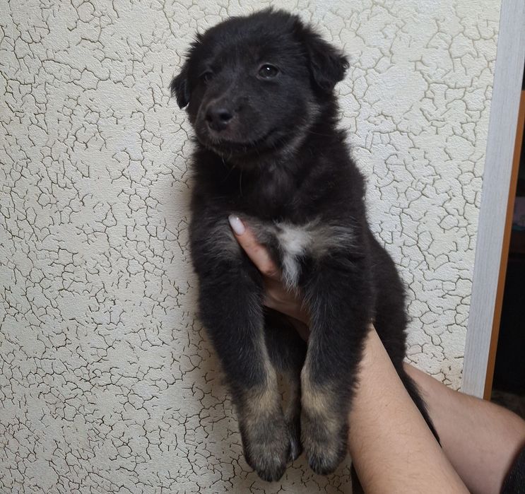 Щенок ( шикарная девочка двортерьера))