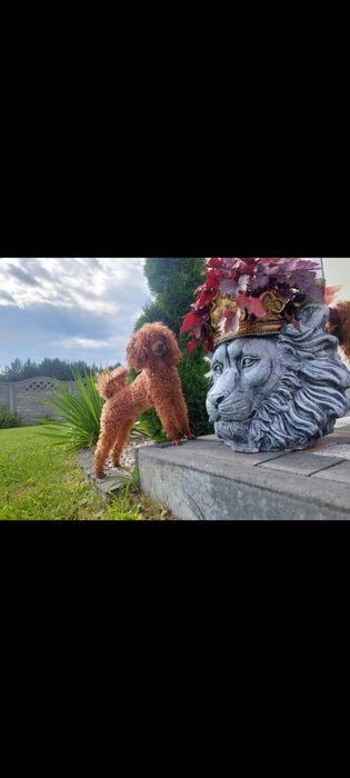 Pudel Toy  Red - REPRODUKTOR