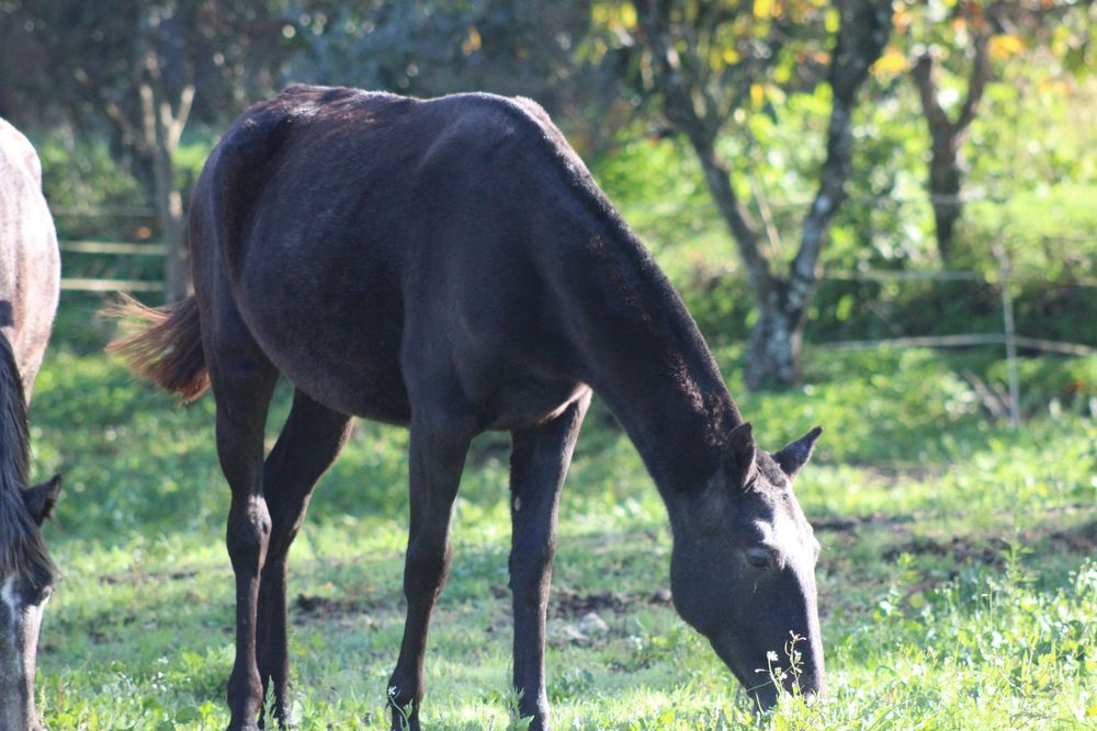 Poldra letra U tipica