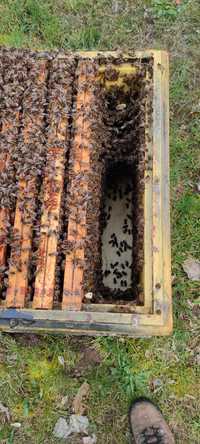 Rodziny pszczele - gotowe na pożytek