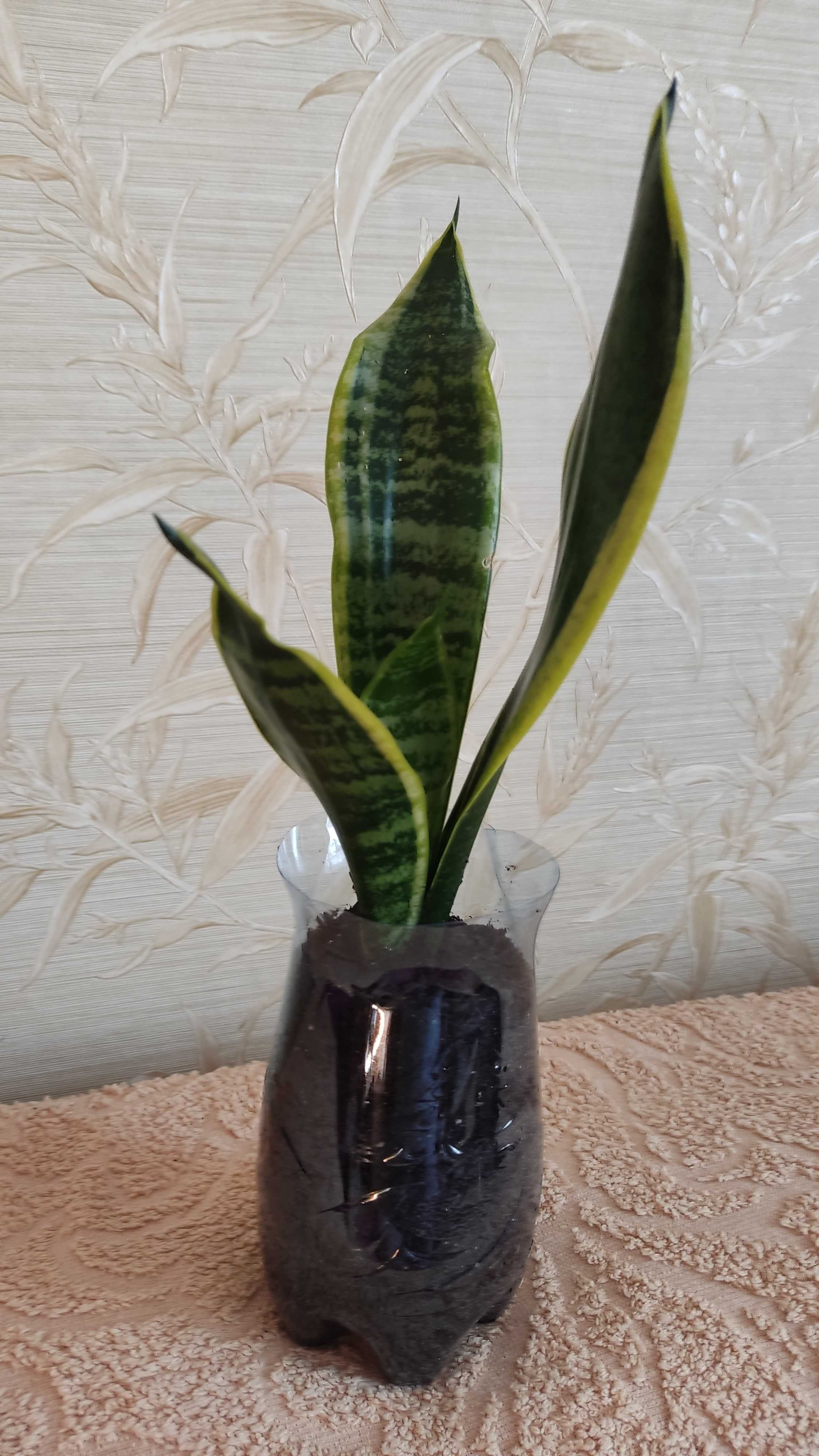 Сансевиерия трехполосная (Sansevieria trifasciata)-росточки