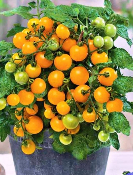 Пропоную насіння кімнатного томату. 2 сорта. З червоними та жовтими пл