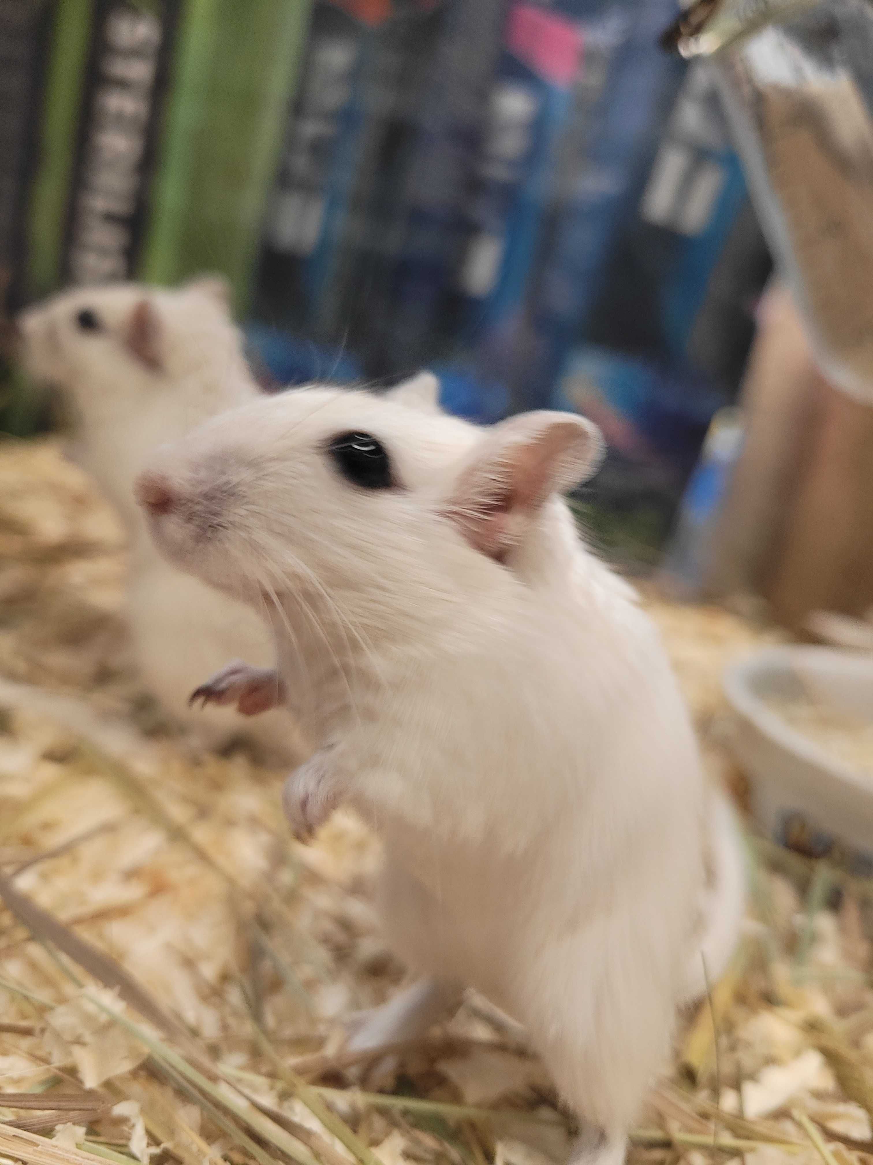 Myszoskoczek w PAWIK.PL sklep zoologiczny PAWIK.PL