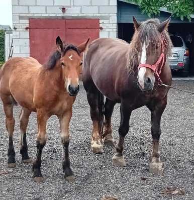 sprzedam konie zimnokrwiste