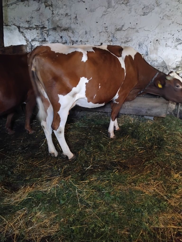 Krowa mleczna 7 letnia