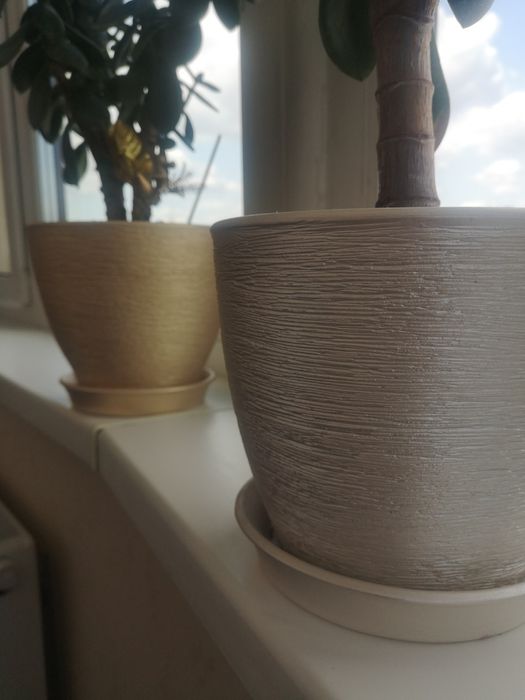 Декоративне грошове дерево