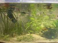 guppys com 1/2/3 mês para venda guppys de linhagem