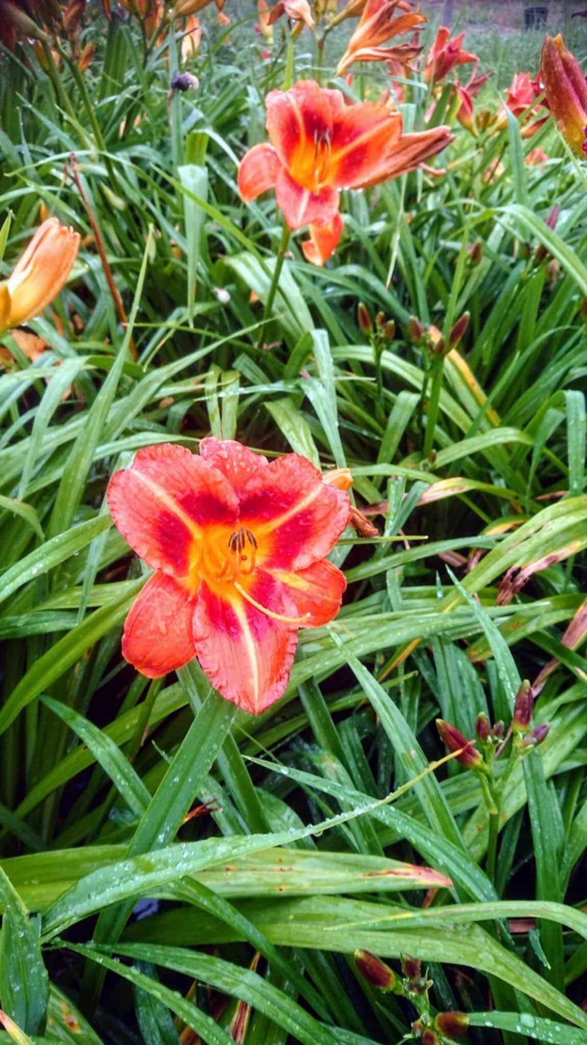 Liliowce mix kolorów