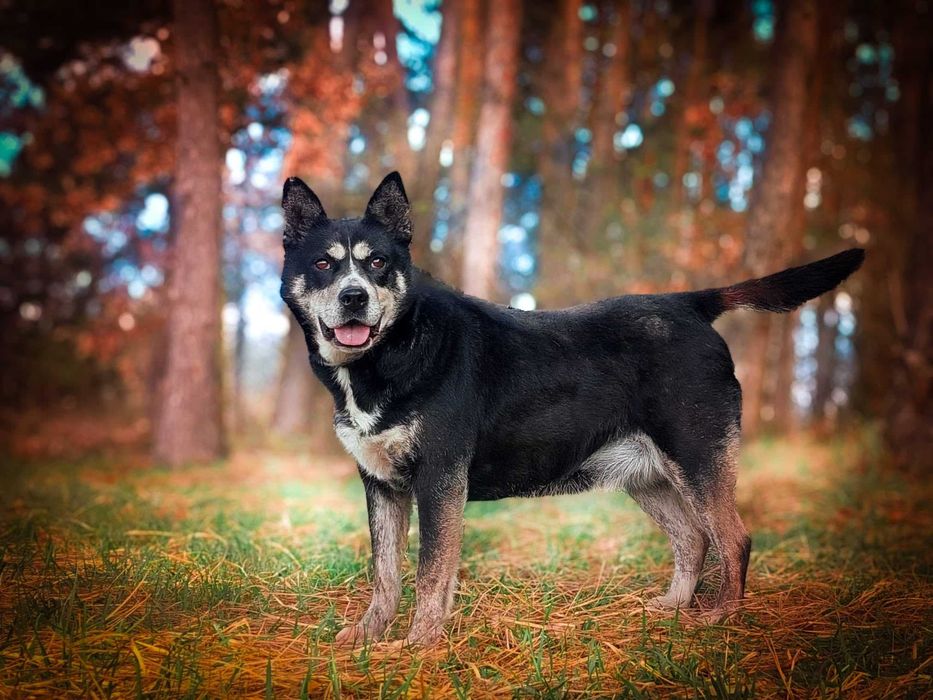 Angel - cudowna psia przyjaciółka